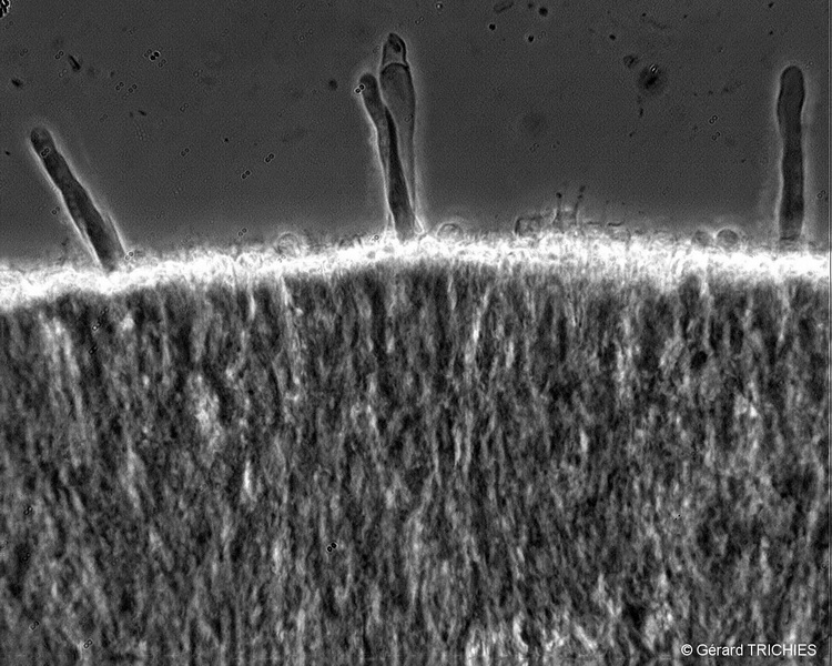 phlebia